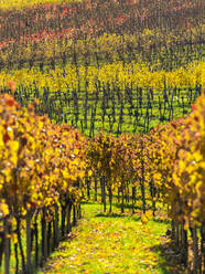 Gelber Weinberg im Herbst - STSF02731