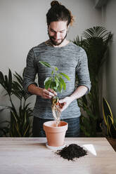 Junger Mann bei der Gartenarbeit Avocado-Pflanze in Blumentopf, während zu Hause stehen - EBBF01823