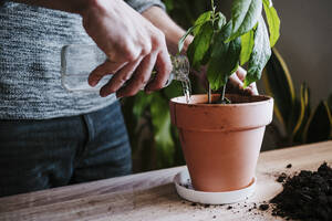 Nahaufnahme eines Mannes, der eine Avocadopflanze gießt, während er zu Hause steht - EBBF01827