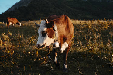 Dairy cow grazing in meadow during sunset at Col des Aravis, Haute-Savoie, France - GEMF04474