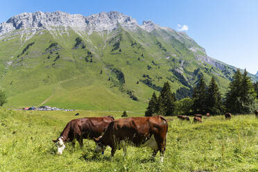 Weidende Kuhgruppe auf einer Wiese an einem sonnigen Tag am Col Des Aravis, Haute-Savoie, Frankreich - GEMF04477
