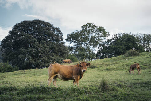 Weidende Kühe auf einem landwirtschaftlichen Feld gegen den Himmel - MPPF01317