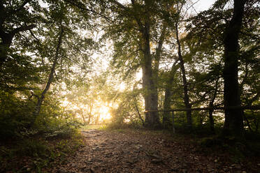 Wegweiser inmitten von Bäumen im Wald, Schwäbische Alb, Deutschland - FDF00287