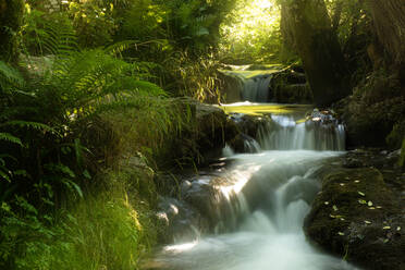 Waterfall amidst rocks and trees in forest, ,Swabian Alb, Germany - FDF00295