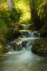 Stream amidst rocks and trees in forest, Swabian Alb, Germany - FDF00296