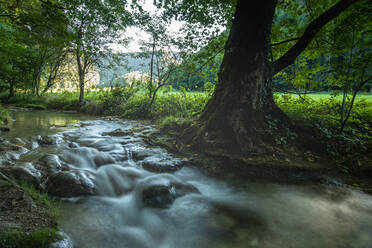 Bach inmitten eines Waldes auf der Schwäbischen Alb, Deutschland - FDF00297