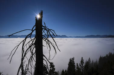 Sun shining over silhouette of bare tree standing against Lake Walchen shrouded in thick fog - MRF02398