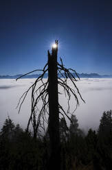 Sun shining over silhouette of bare tree standing against Lake Walchen shrouded in thick fog - MRF02399