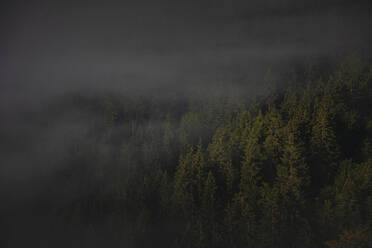 Wald im Donautal bei Beuron, Schwäbische Alb, Deutschland - FDF00321