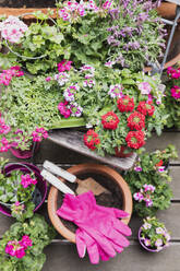 Pink and red blooming flowers cultivated on balcony - GWF06791