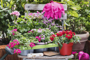 Rosa und rot blühende Blumen auf dem Balkon gezüchtet - GWF06793