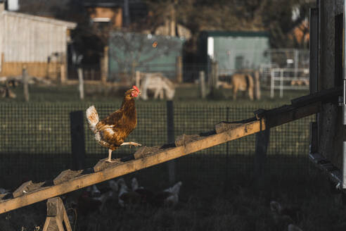 Chicken walking inside chicken coop - CHPF00736