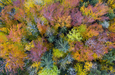 Drohnenansicht eines Mischwaldes im Herbst - WWF05733