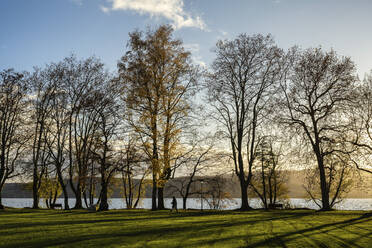 Germany, Baden-Wurttemberg, Radolfzell, Trees growing along lakeshore of Mettnaupark in autumn - ELF02321