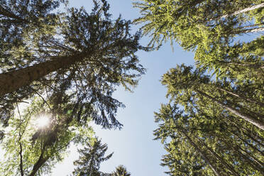 Sun shining over canopies of spruce trees in Thuringian Forest - GWF06797