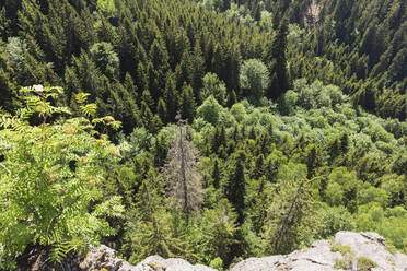 Green spruce trees of Thuringian Forest - GWF06801