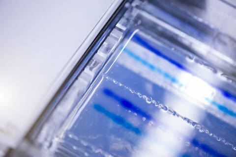 Agarose-Sequenzierungsgel in Glasschale im Labor, lizenzfreies Stockfoto