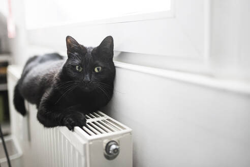 Portrait of black cat relaxing on top of radiator - CHPF00738