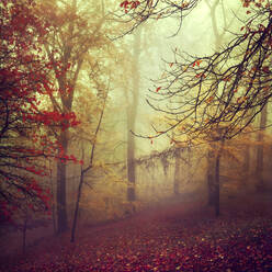 Foggy autumn forest - DWIF01129
