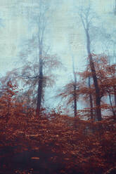 Foggy autumn forest - DWIF01135