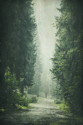 Silhouette of man standing in middle of foggy forest road - DWIF01136