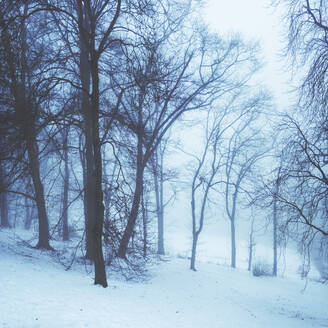 Bäume mit Schnee bedeckt im Wald - DWIF01142