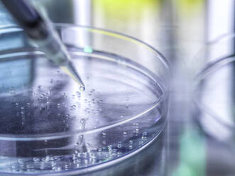 Scientific experiment of stem cells in petri dish at laboratory - ABRF00809