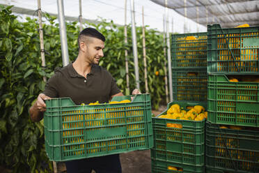 Hübscher junger Landwirt trägt gelbe Paprika in einer grünen Plastikkiste im Gewächshaus - MIMFF00341