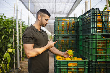 Young male farmer photographing fresh yellow bell peppers while standing at farm - MIMFF00342