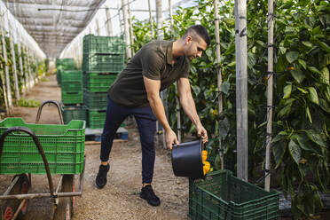 Male farmer filling crate with bell peppers from bucket at greenhouse - MIMFF00343