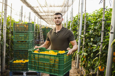 Hübscher junger Landarbeiter trägt gelbe Paprika in einer grünen Plastikkiste auf dem Bauernhof - MIMFF00351