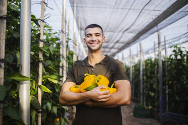 Smiling young farmer carrying fresh yellow bell peppers at organic farm - MIMFF00354