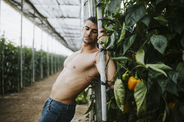 Junger Mann ohne Hemd steht vor Pflanzen im Gewächshaus - MIMFF00370
