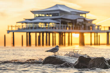 Deutschland, Schleswig-Holstein, Timmendorfer Strand, Lachmöwe (Chroicocephalus ridibundus) auf Küstenfelsen bei Sonnenaufgang mit Teehaus im Hintergrund - KEBF01721