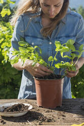 Blond woman transplanting peppermint plant in garden on sunny day - SKCF00707