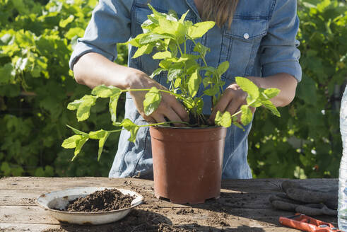 Mid adult woman in denim dress transplanting peppermint in potted plant in garden - SKCF00708