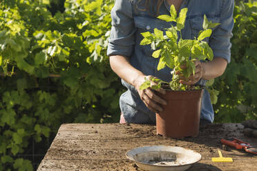 Frau überträgt Pfefferminze in Topfpflanze im Garten an sonnigem Tag - SKCF00709