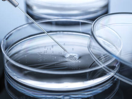 Nuclear transfer being carried out on embryonic stem cells - ABRF00814