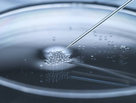 Nuclear transfer being carried out on embryonic stem cells used in cloning and genetic modification - ABRF00815