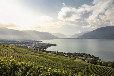 Weinberge und Stadt am Seeufer mit Bergen in der Ferne - MSUF00320