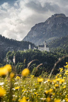 Deutschland, Bayern, Schwangau, Schloss Neuschwanstein und Berge mit gelben Blumen in der Wiese im Vordergrund - MSUF00329