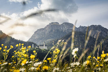 Deutschland, Bayern, Schwangau, Schloss Neuschwanstein und Berge mit gelben Blumen in der Wiese im Vordergrund - MSUF00330