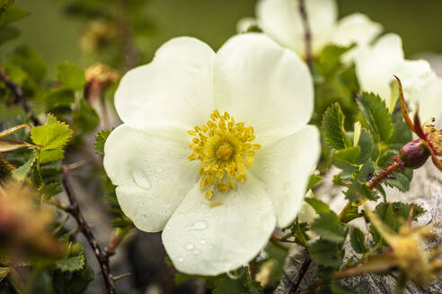 Weiße Wildrose mit Tautropfen - MSUF00335