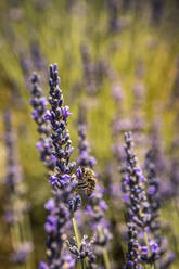 Bee on lavender flower - MSUF00416