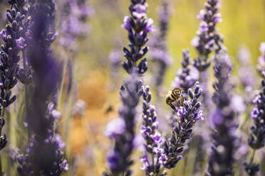 Bee on lavender flower - MSUF00417