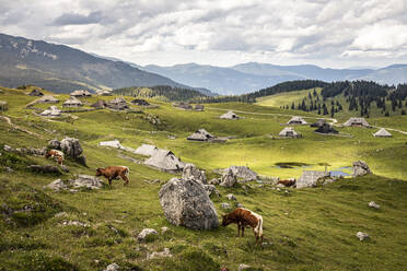 Alpensiedlung mit Hirtenhäusern und Kühen - MSUF00435