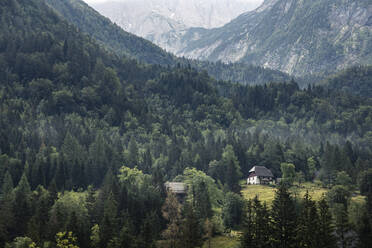 Forest in valley in mountain landscape - MSUF00445