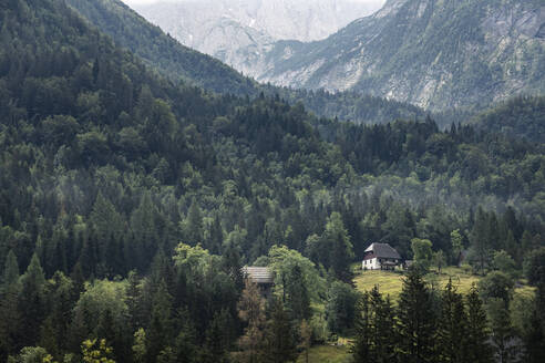 Wald im Tal in einer Berglandschaft - MSUF00445