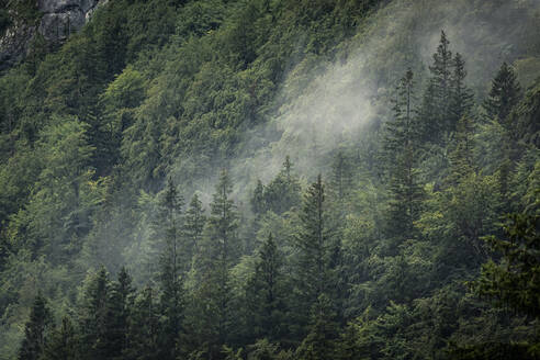 Über dem Wald aufsteigender Nebel - MSUF00447