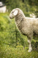 Schafe auf dem Feld - MSUF00470